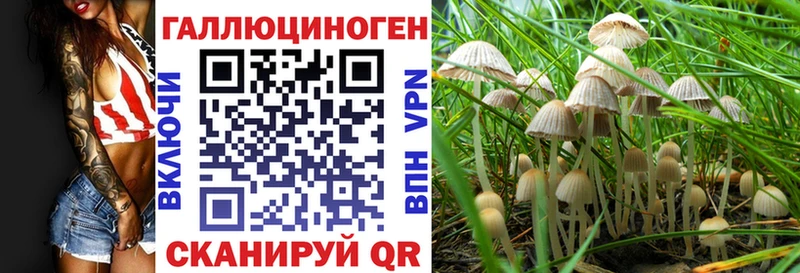 как найти   Карасук  Галлюциногенные грибы Psilocybine cubensis 